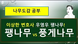 팽나무 vs 풍게나무  : 무엇이 서로 다를까?