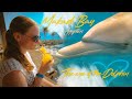 Makadi Bay in 4K / JAZ Makadina ***** / The Eye of the Dolphin