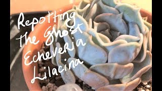 REPOTTING THE ECHEVERIA GHOST LILACINA