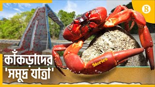 কাঁকড়া পারাপারের ব্রিজ আছে যেখানে | Christmas Island Red Crab Migration | The Business Standard