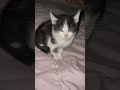 Domestic Short Hair Kitten For Adoption - 1 Month, Oreo from Avon, New York, United States