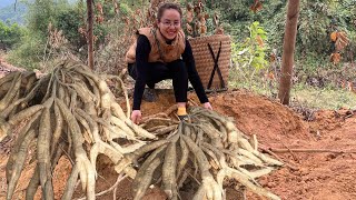 Harvest the cassava tubers to go to the market to sell, boil the cassava to eat