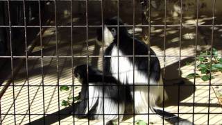 アビシニアコロブス Abyssinian Black-and-white Colobus