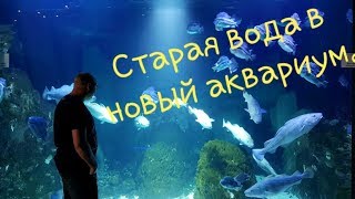 Старая вода в новом аквариуме.