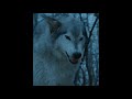 dire wolf sound effects