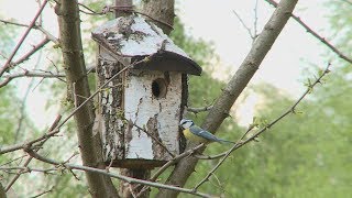 Sikorka modra - budowa gniazda