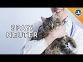 Why You Should Still Spay or Neuter Your Cat & Dog Why You Should Still Spay or Neuter Your Cat & Dog