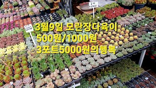 3월9일모란장다육이 500원/1000원/3포트5000원의행복