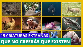 15 Criaturas Tan Extrañas Que No Creerás Que Existen 😱🔥