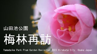 遅咲きも咲き始めた　山田池公園　梅林再訪　2023　大阪府枚方市　Yamadaike Park Plum Garden Revisited  Hirakata City, Osaka Japan