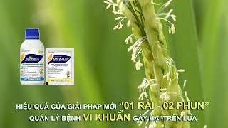 Hiệu Quả Của Giải Pháp Mới “01 Rải – 02 Phun” Quản Lý Hiệu Quả Vi Khuẩn Gây Hại Trên Lúa