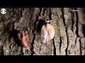 timelapse video shows cicada shedding exoskeleton