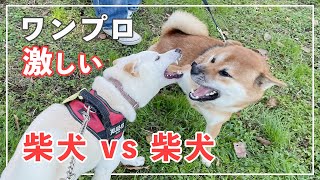 柴犬vs柴犬のワンプロは激し過ぎた！