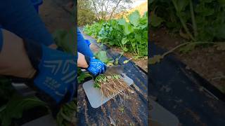 Easy and quick cutting of vegetable roots