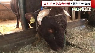 〈いきもの探検隊〉今年は丑年　新潟が誇る“闘牛”　実はストイックな食生活 (21/01/06 19:44)