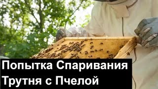 №81 Попытка Спаривания трутня с пчелой. Пчеловодство. Пасека