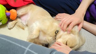 滑り落ちる流れで撫でられにいく犬  ダックスフンド