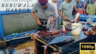 Beruwala harbor live fish cutting | @amazingfishcutting