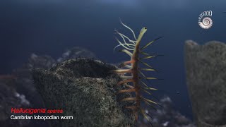 Hallucigenia sparsa. Creature of the Cambrian Explosion