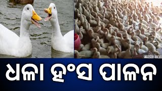 ଧଳା ହଂସ ପାଳନ ବିଷୟରେ ଜାଣିବା 🤔//white pekin ducks farming odisha