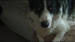 LEO, BORDER COLLIE MERLE  está en vivo