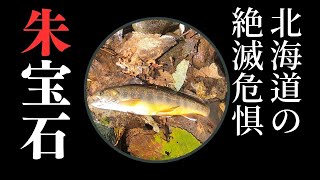 【渓流釣り】絶滅危惧種オショロコマ 朱点が宝石のように美しい【北海道の小さな田舎町へ移住しました 】@ 独りすと