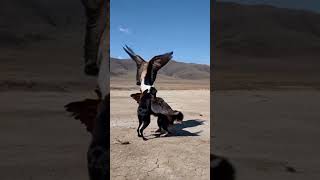 Majestic Wings and Loyal Paws: The Unique Bond of an Eagle and a K9 Dog. 🔥 ❤️