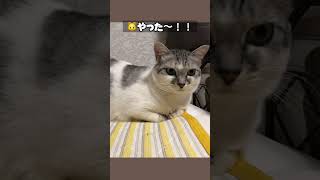 #アニマルコミュニケーション #猫 #まめちゃん #テレパシー #日常会話 #ねこ #しあわせさん #アニマルコミュニケーター