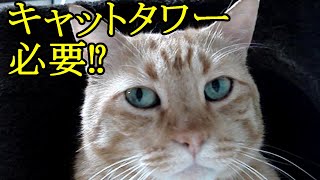 【３分でわかる】猫にキャットタワーは必要か解説！