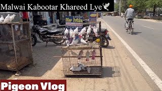 ਨਵੇਂ ਕਬੂਤਰ ਲਿਆਂਦੇ ਮਿੱਤਰੋ🕊️ || New pigeons Lai Aye Setup Te || #pigeon #kabootar