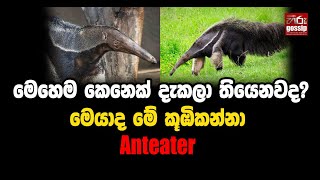 මෙහෙම කෙනෙක් දැකලා තියෙනවද? 😯| මෙයාද මේ කූඹිකන්නා | Anteater