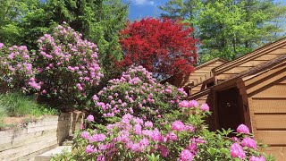 RHODODENDRON PARADISE IN SAPPHIRE