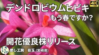 【デンドロビウム】ヒビキ管理方法　優良株の紹介