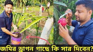 🌵🔥শীতকালে মাটির ড্রাগন গাছে সার প্রয়োগ। Fertilize Dragon Fruit Plant । #dragon  @pabitramaity9705