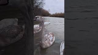 Close-up Swan Family in Wicksteed Park Kettering.#swans #wildlife #birds #nature