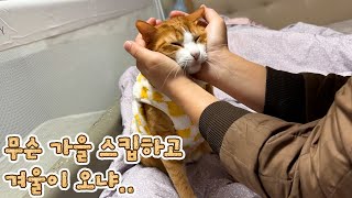 고양이 집사가 겨울을 좋아하는 이유