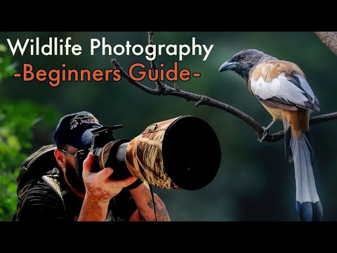 Wildlife photography from START to FINISH [Equipment, settings, technique, ethics] Step-by-step GUIDE!