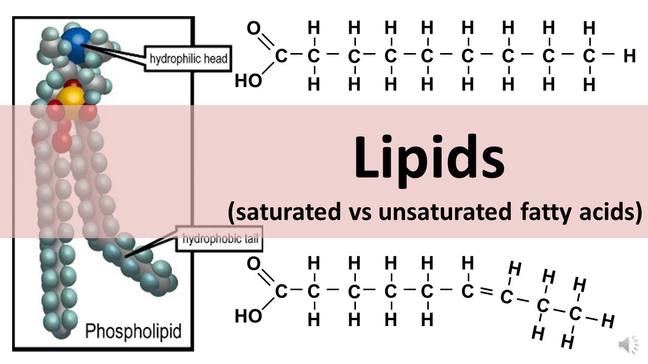 Saturated Vs Unsaturated Fatty Acids- Definition, 20, 40% OFF