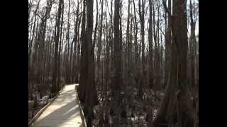 Richland Revealed Congaree