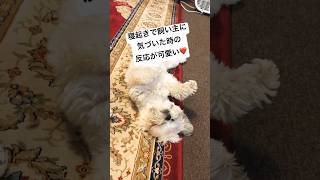 寝起きで飼い主に気づいた時の反応が可愛い#シーズー #ペット動画 #犬のいる暮らし #犬のいる生活 #shorts#dog #shihtzu