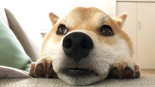 おねむな柴犬こてつ君を観察♬謎の反省のポーズ！