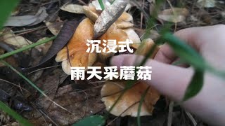 雨天森林沉浸式采蘑菇挖竹笋