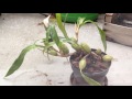 does coelogyne cristata survive 2°c 28°f