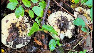 Грибы🍄окружили и идут в наступление. Такого я еще не видела никогда!!!Влог. Германия.🐇🍁Октябрь 2024