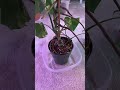 What to do with Monstera Aerial Roots