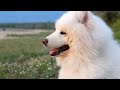 live tv for dog best separation anxiety dog video the ultimate solution for dog when home alone