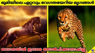 Fastest Animals In The World | Amazing Animals | Facts Malayalam | 47 ARENA