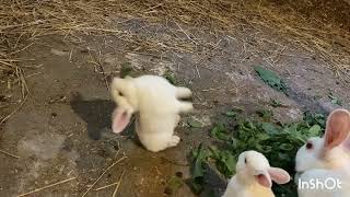 Baby rabbits growing too fast! OMG... they're keep tipping over when they eat greens! Lol