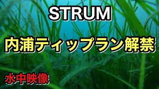 【石川県 宇出津】内浦のSTRUMでティップラン 水中映像あり