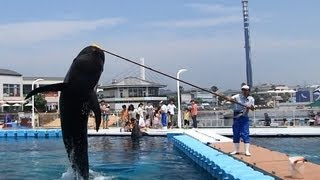 スプラッシュタイム！八景島シーパラダイス！ふれあいラグーンでクジラが大ジャンプ！動画　A whale jumps very much in a contact lagoon!